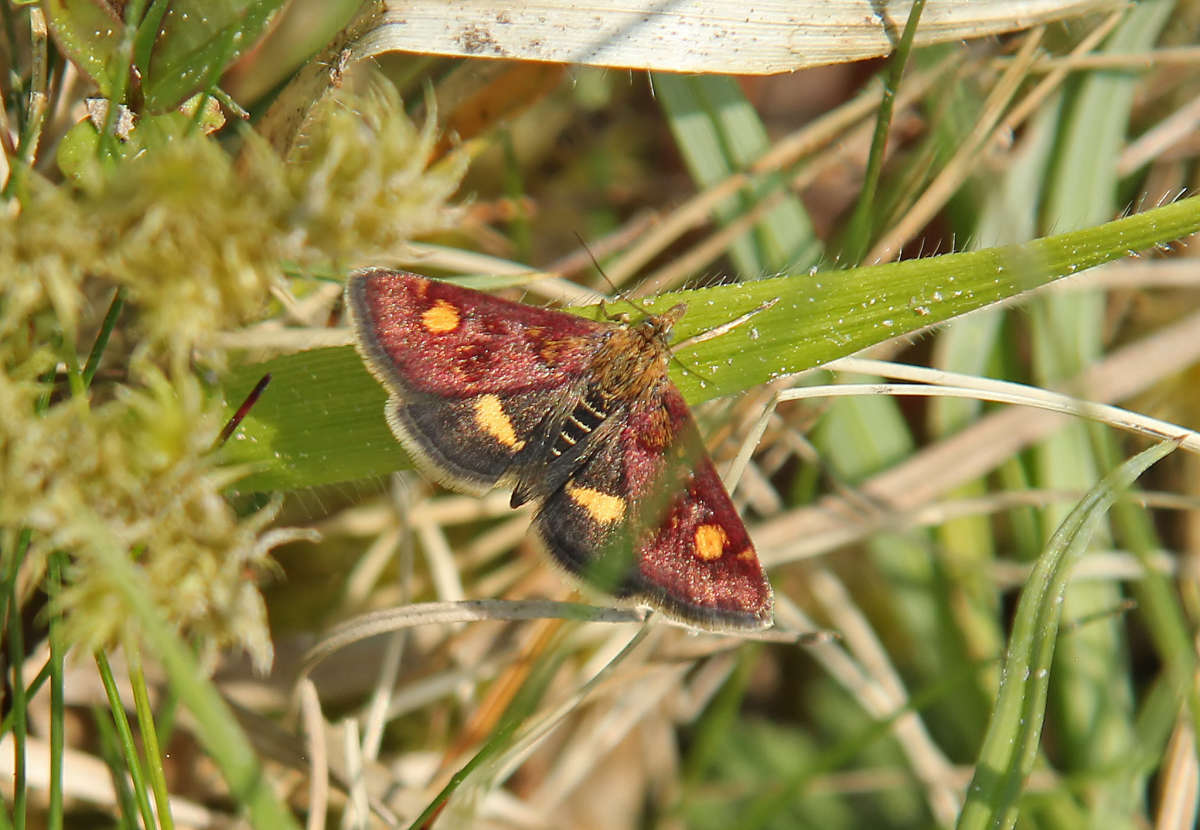 Small Purple & Gold (Pyrausta aurata) photographed at Bonsai Bank  by Peter Maton