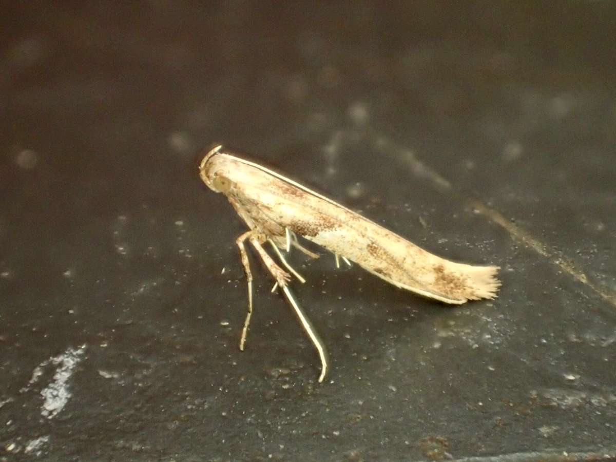 Sycamore Slender (Caloptilia hemidactylella) photographed at Lydden by Dave Shenton 