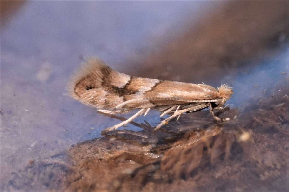 Long-streak Midget (Phyllonorycter salicicolella) photographed in Kent by Antony Wren