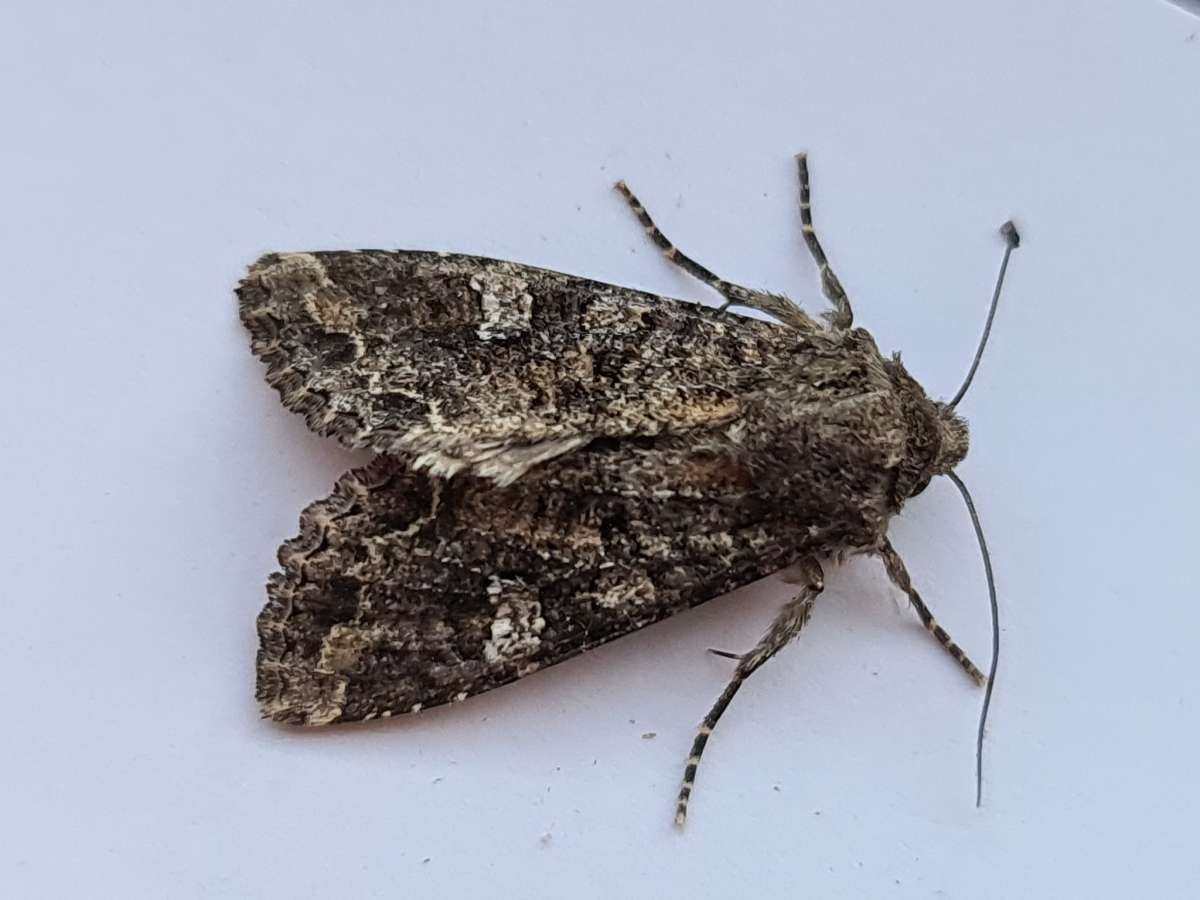 Cabbage Moth (Mamestra brassicae) photographed at Herne Bay by Francesca Partridge