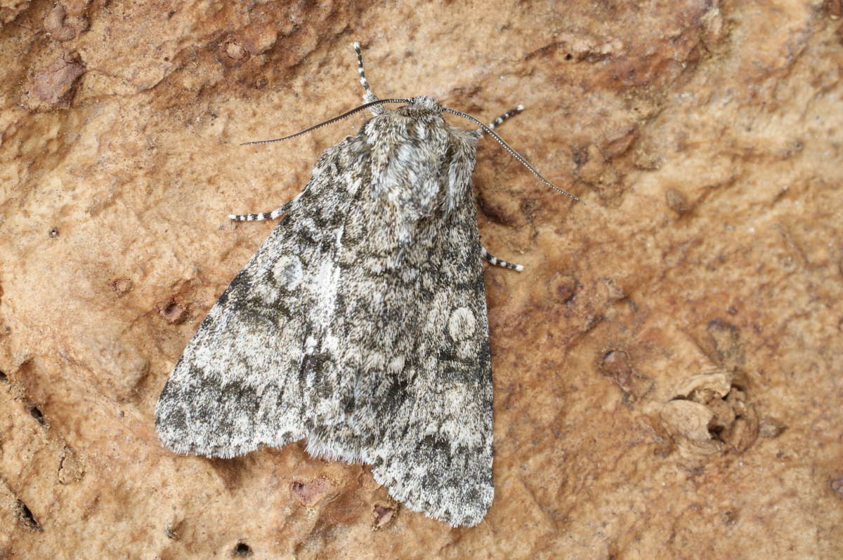 Poplar Grey (Subacronicta megacephala) photographed in Kent by Dave Shenton 