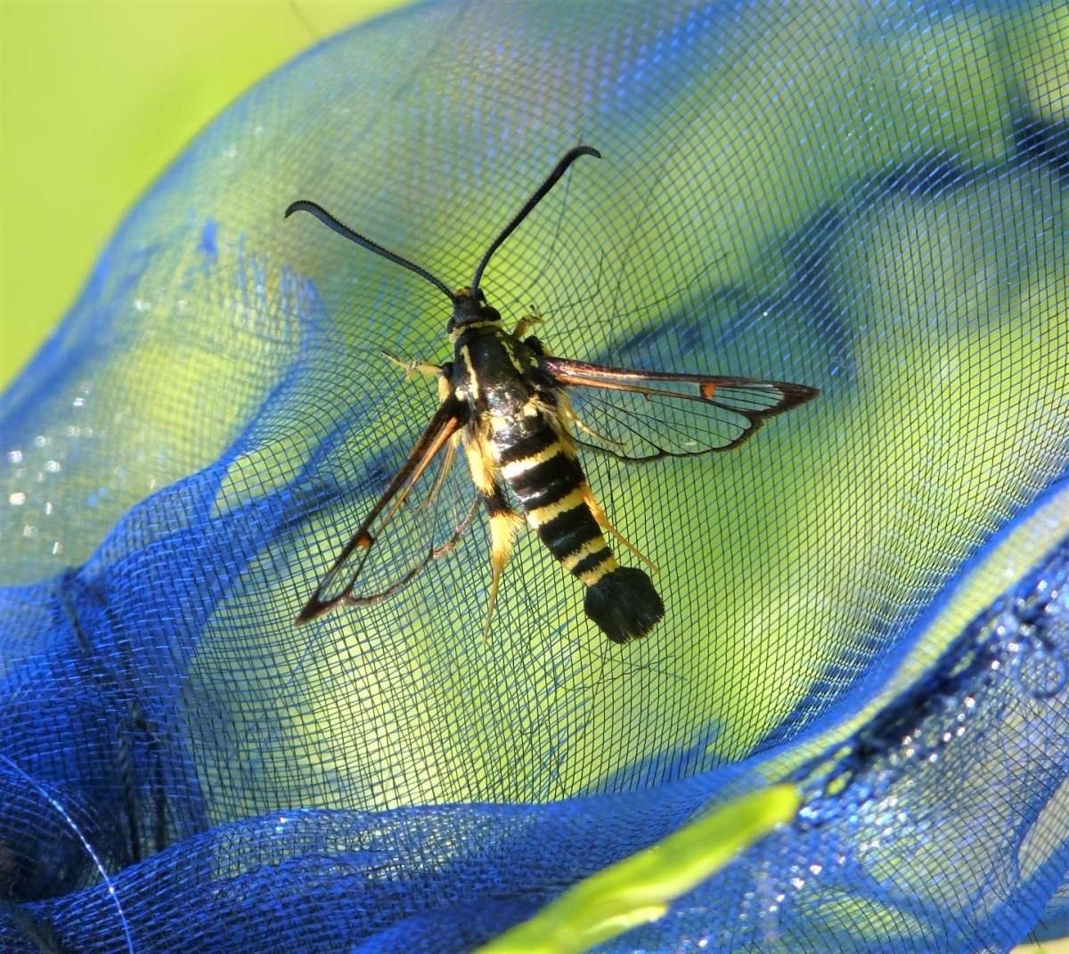 Yellow-legged Clearwing (Synanthedon vespiformis) photographed in Kent by Allan Ward