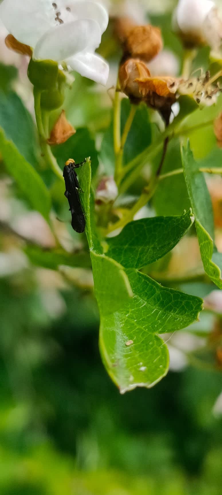 Yellow-headed Cosmet (Spuleria flavicaput) photographed in Kent by Nicole Khan 