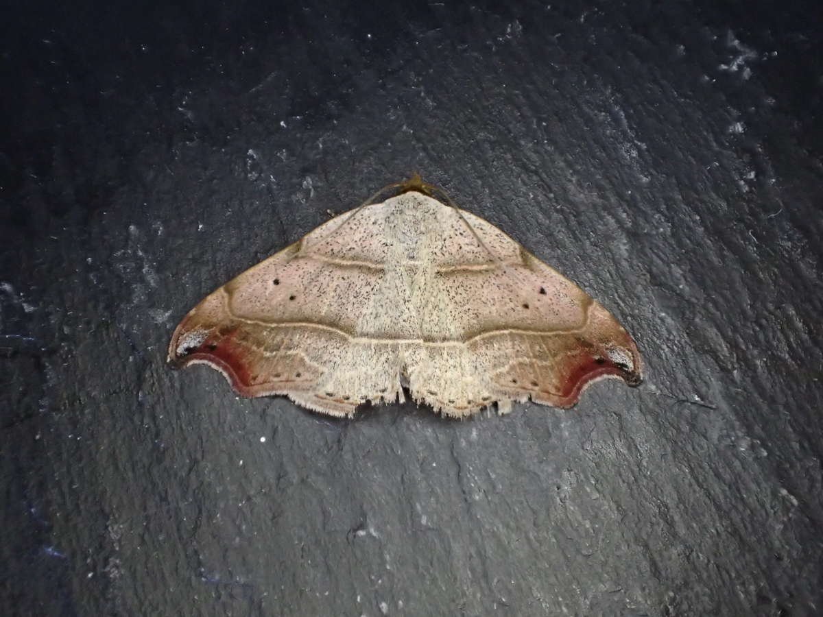 Beautiful Hook-tip (Laspeyria flexula) photographed at Aylesham  by Dave Shenton 