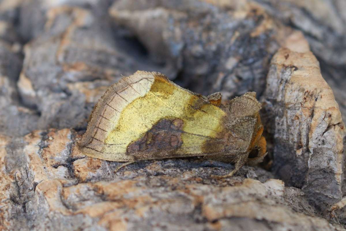 Burnished Brass (Diachrysia chrysitis) photographed in Kent by Dave Shenton 