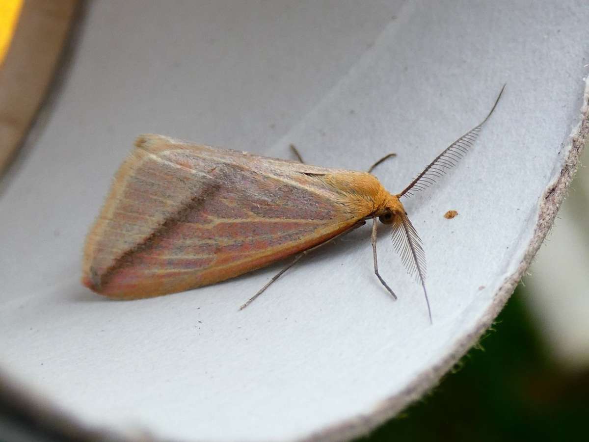 The Vestal (Rhodometra sacraria) photographed in Kent by Tony King