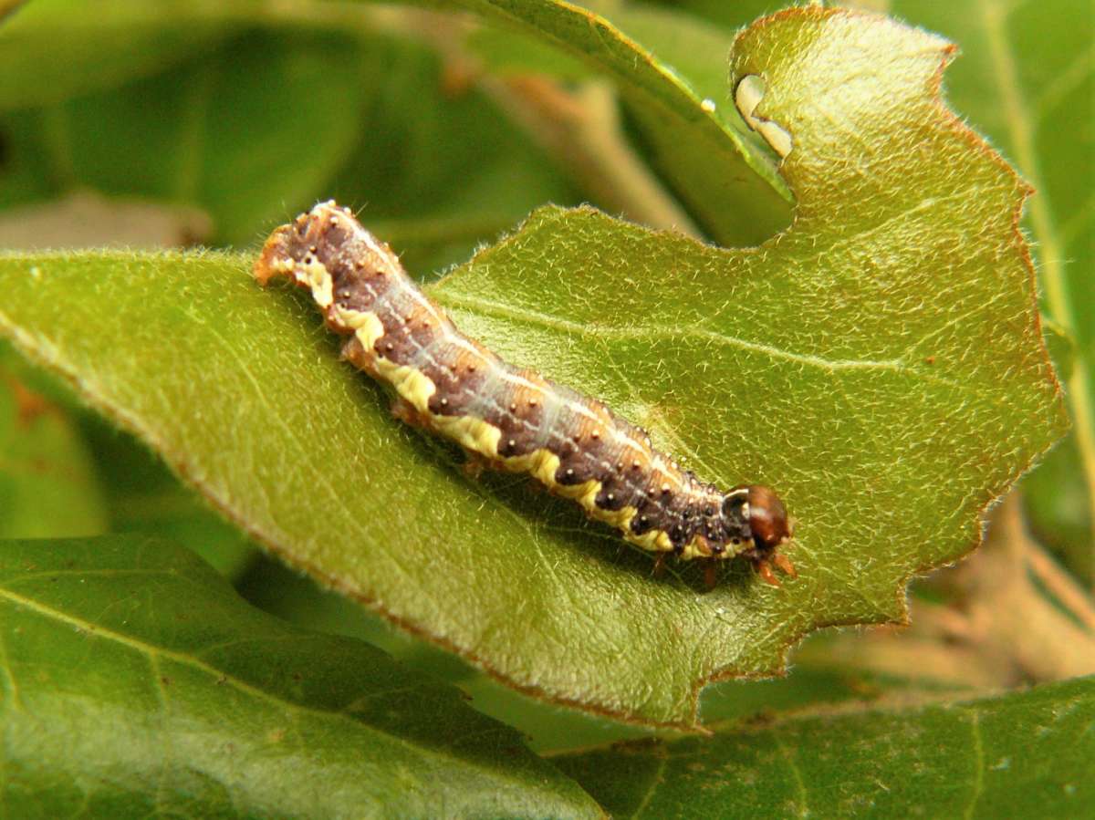 Oak Rustic (Dryobota labecula) photographed in Kent by Fred Butcher 