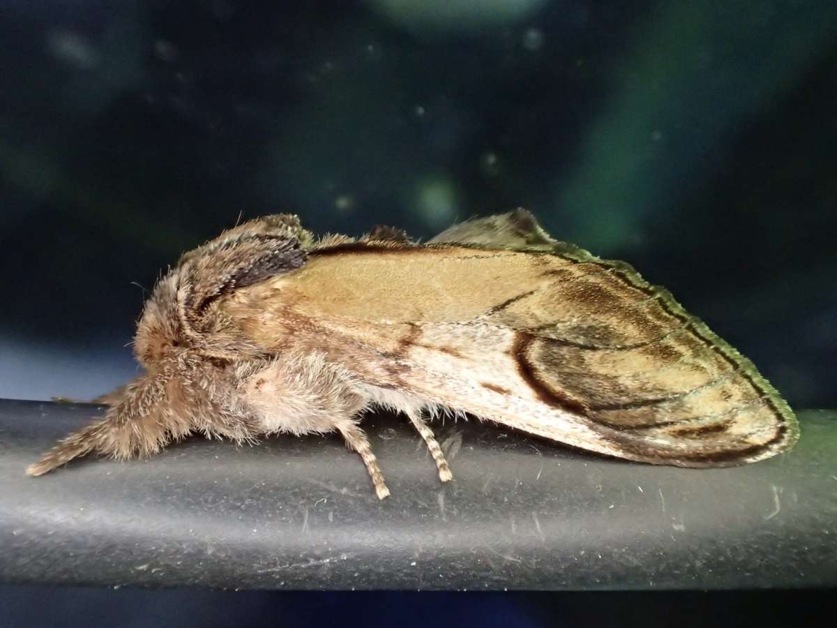 Pebble Prominent (Notodonta ziczac) photographed at Stodmarsh NNR by Dave Shenton 