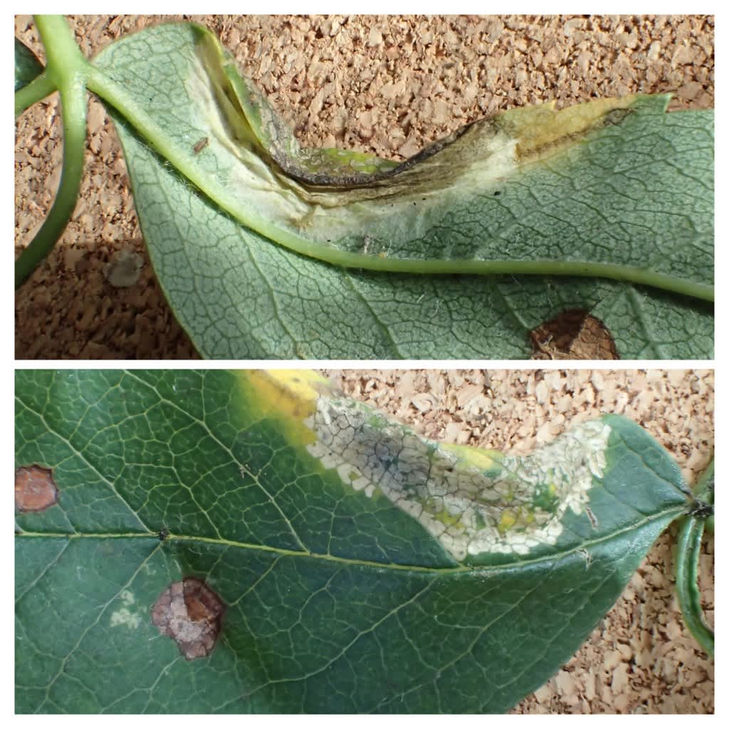 Rowan Midget (Phyllonorycter sorbi) photographed in Kent by Dave Shenton 