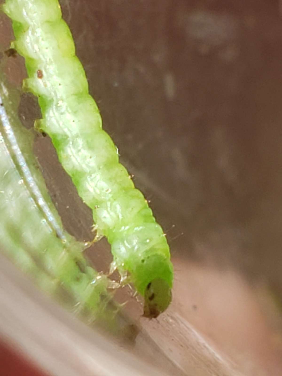 Sallow Flat-body (Agonopterix conterminella) photographed at Haysden Country Park by Phil Ambler