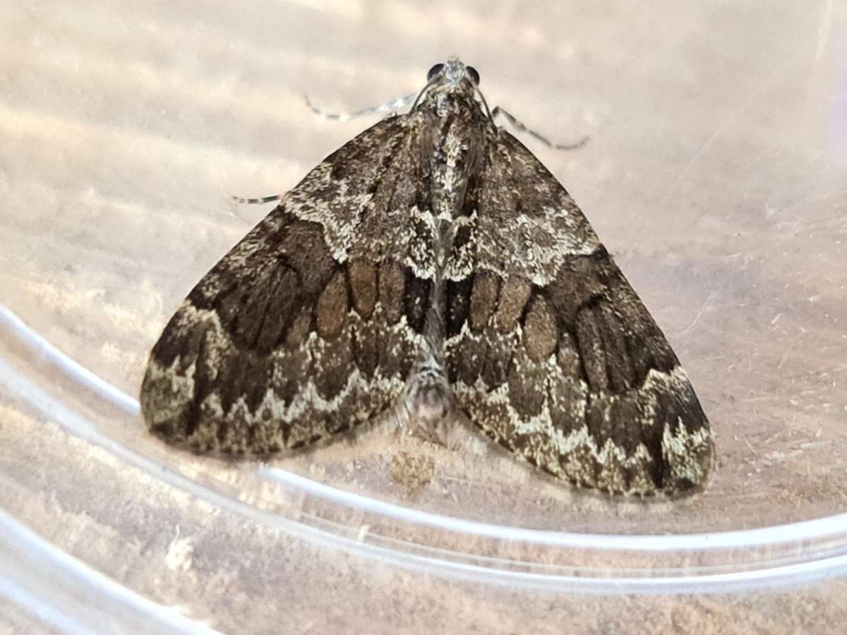 Spruce Carpet (Thera britannica) photographed in Kent by Francesca Partridge 