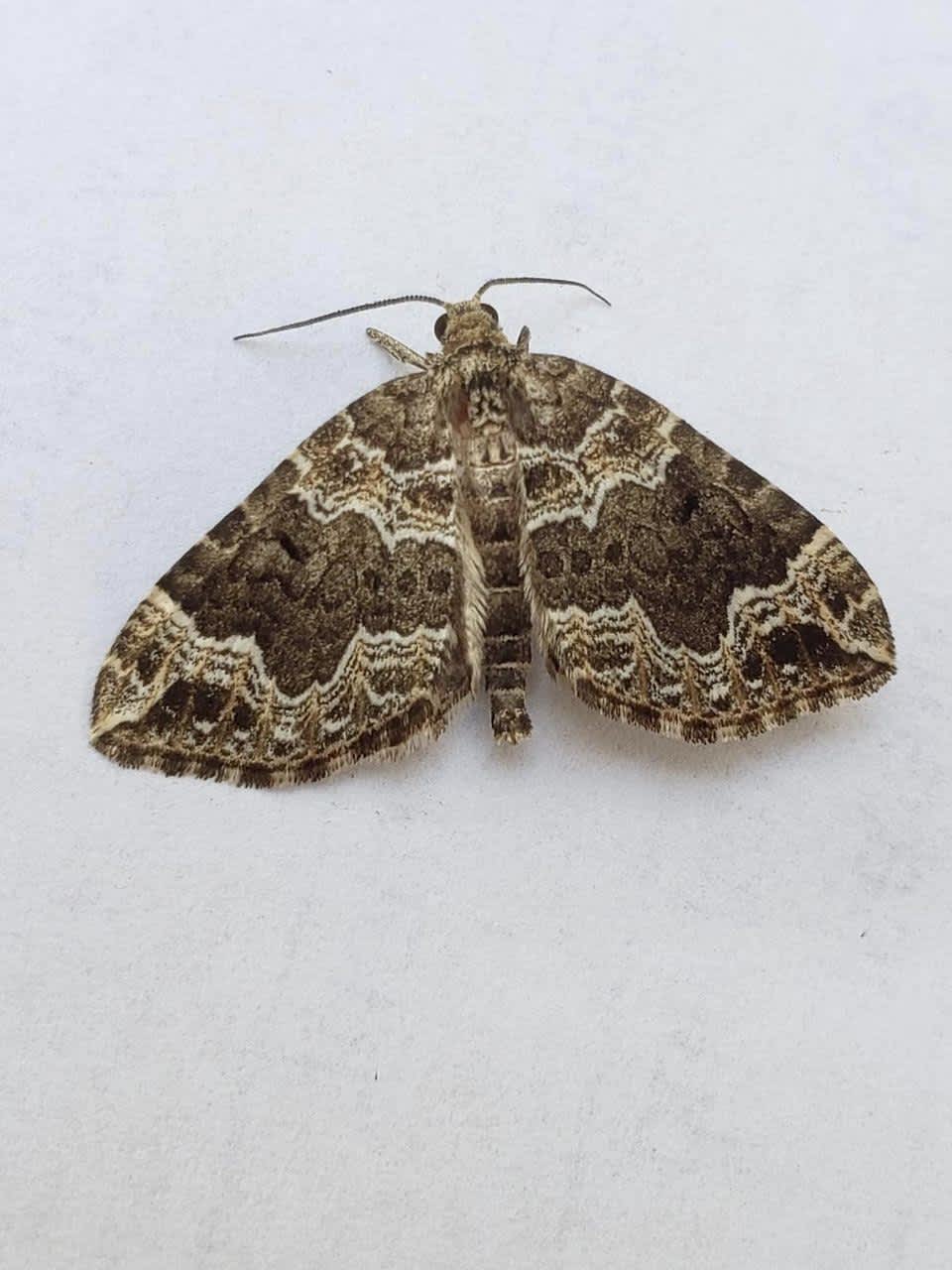 Devon Carpet (Lampropteryx otregiata) photographed in Kent by Oliver Bournat