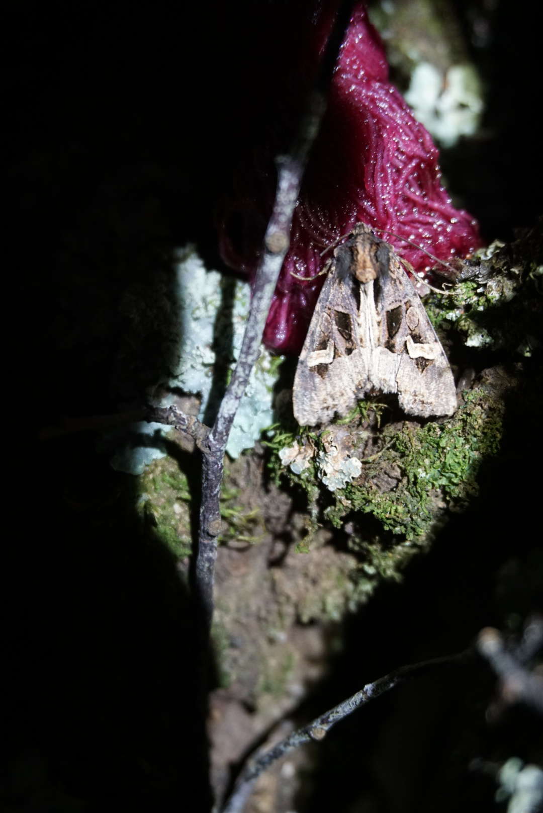 Flame Brocade (Trigonophora flammea) photographed in Kent by Dave Shenton 