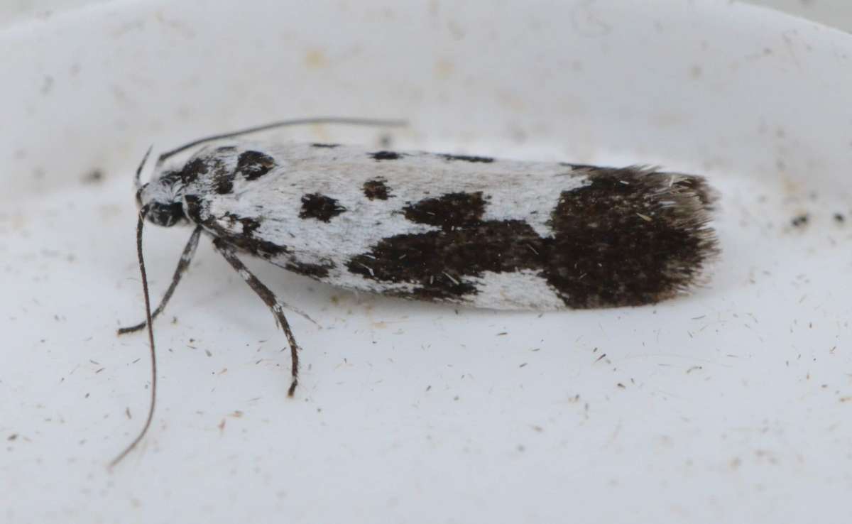 Comfrey Ermel (Ethmia quadrillella) photographed at Maidstone, VC16 by Alan Stubbs