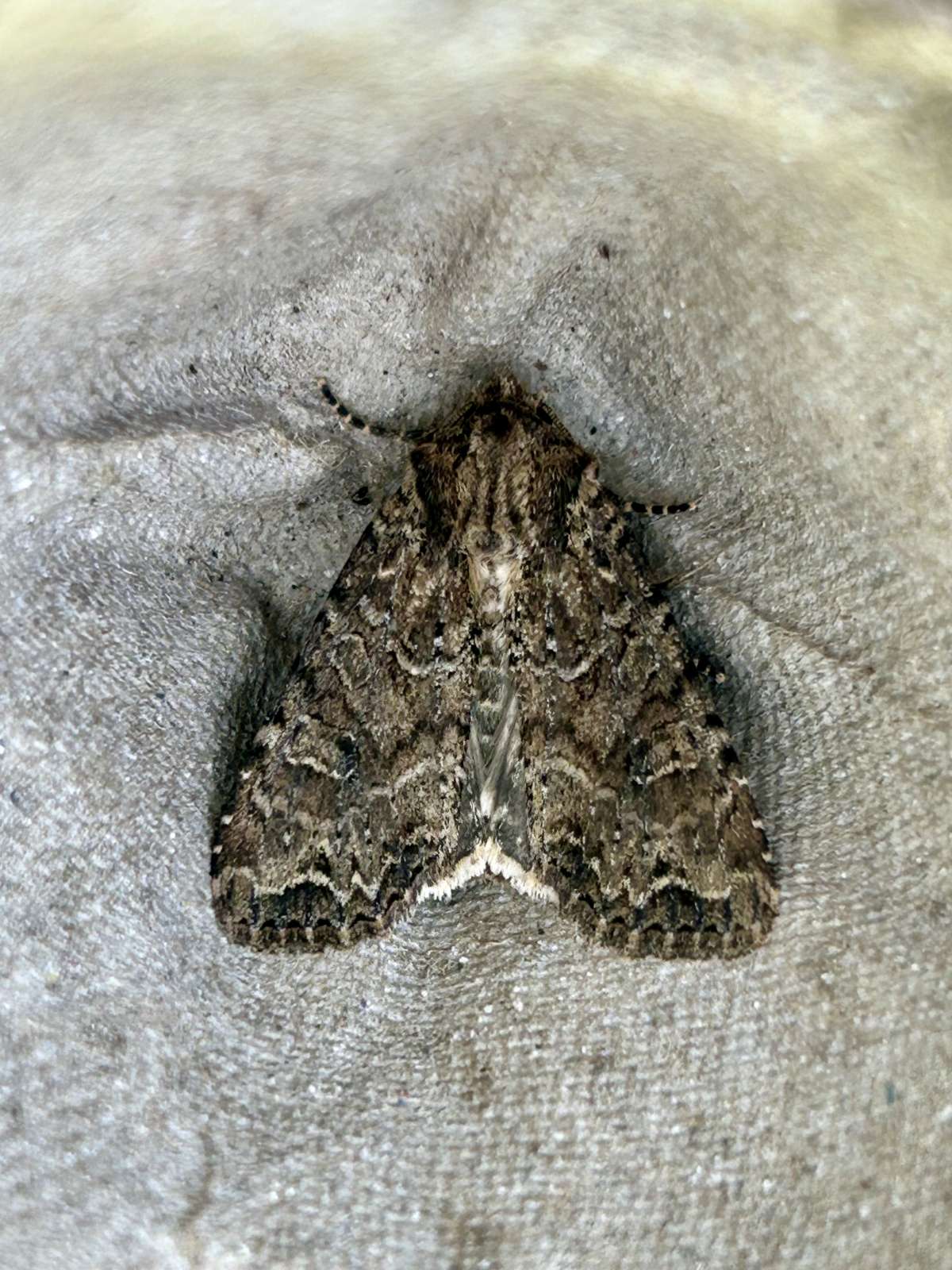 Dusky Brocade (Apamea remissa) photographed at Aylesham  by Dave Shenton