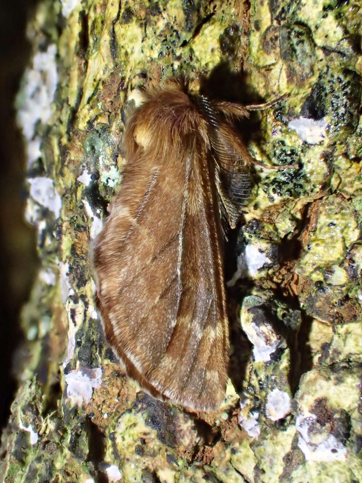 Plumed Prominent (Ptilophora plumigera) photographed in Kent by Dave Shenton 