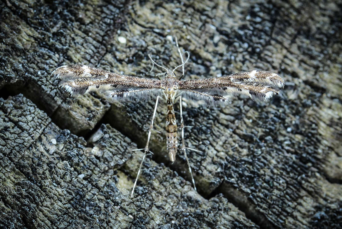 Breckland Plume (Crombrugghia distans) photographed in Kent by Carol Strafford 