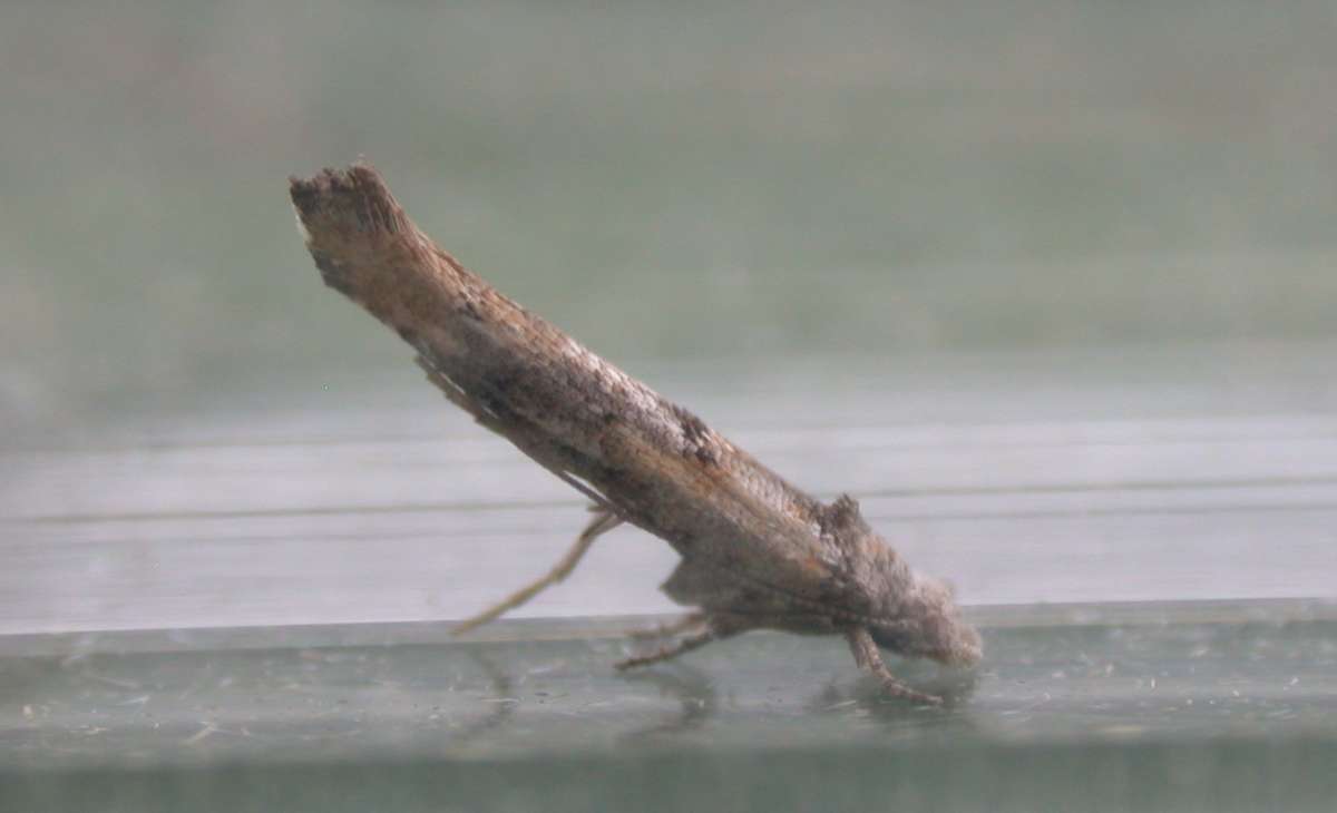 Olive Ermine (Zelleria oleastrella) photographed at Hythe  by Ian Roberts 