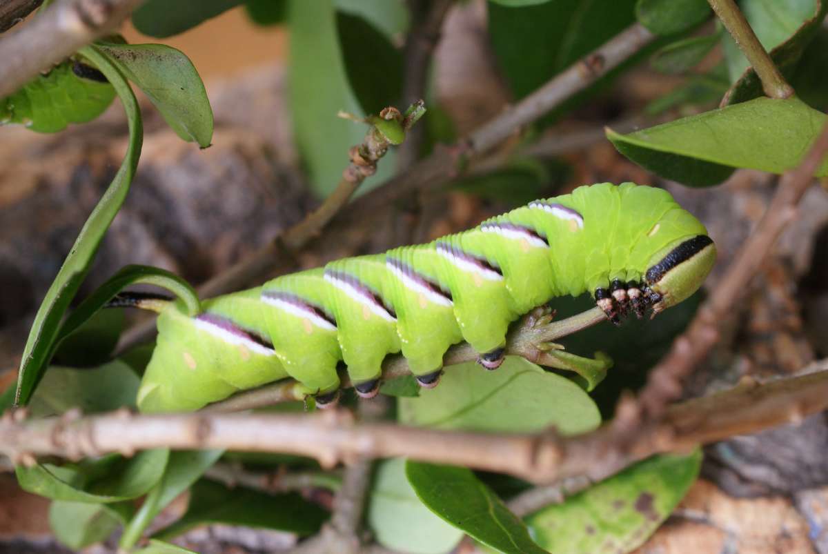 Privet Hawk-moth (Sphinx ligustri) photographed at Aylesham  by Dave Shenton 