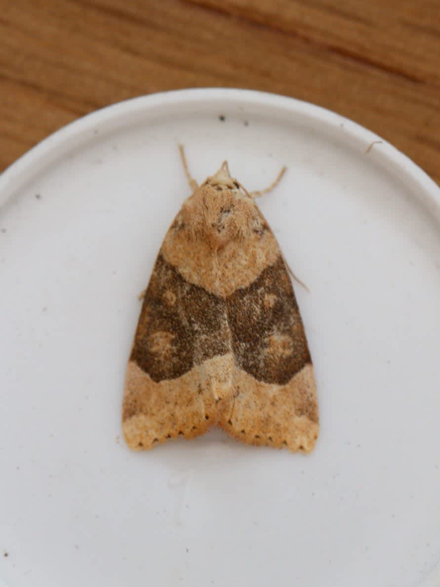 Dun-bar (Cosmia trapezina) photographed in Kent by Josh Jones 