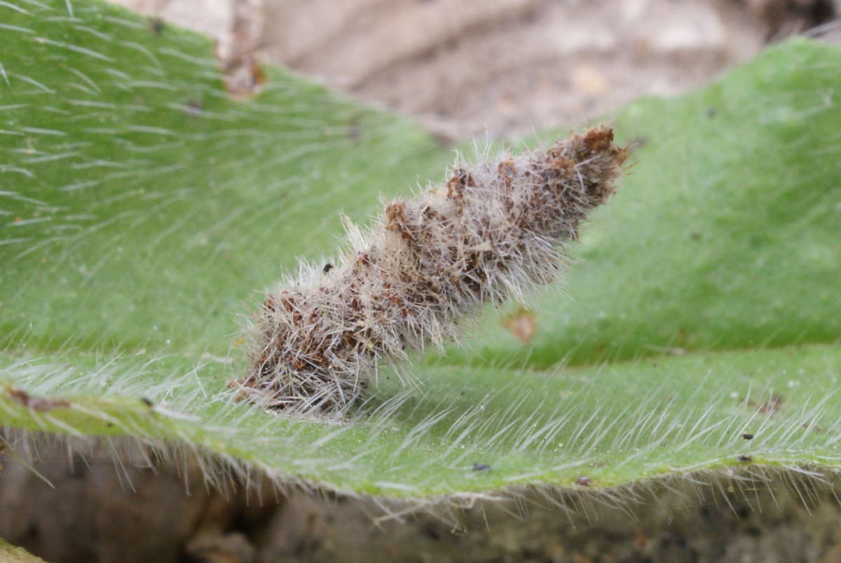 Bugloss Case-bearer (Coleophora pennella) photographed in Kent by Dave Shenton 