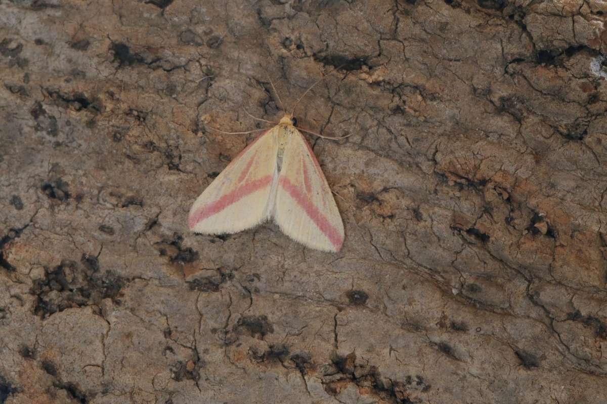 The Vestal (Rhodometra sacraria) photographed in Kent by Kevin Button