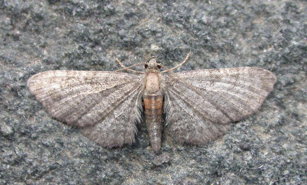 Haworth's Pug (Eupithecia haworthiata) photographed in Kent by Ross Newham 