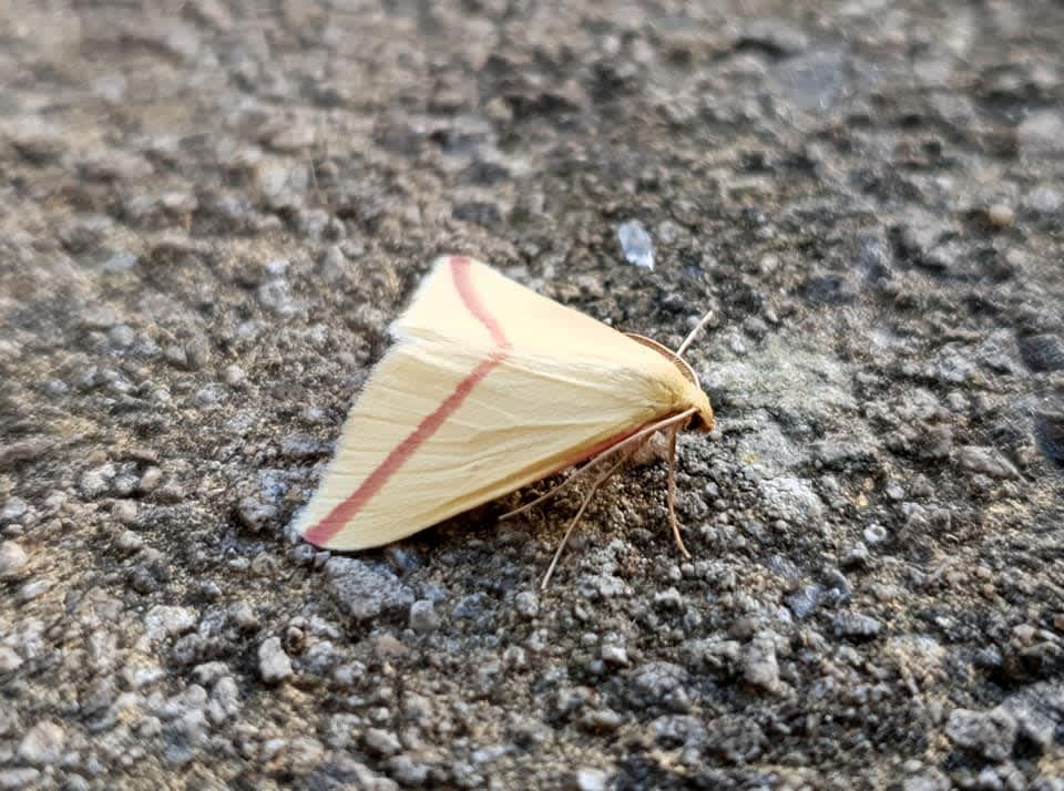 The Vestal (Rhodometra sacraria) photographed in Kent by Andrew Lawson