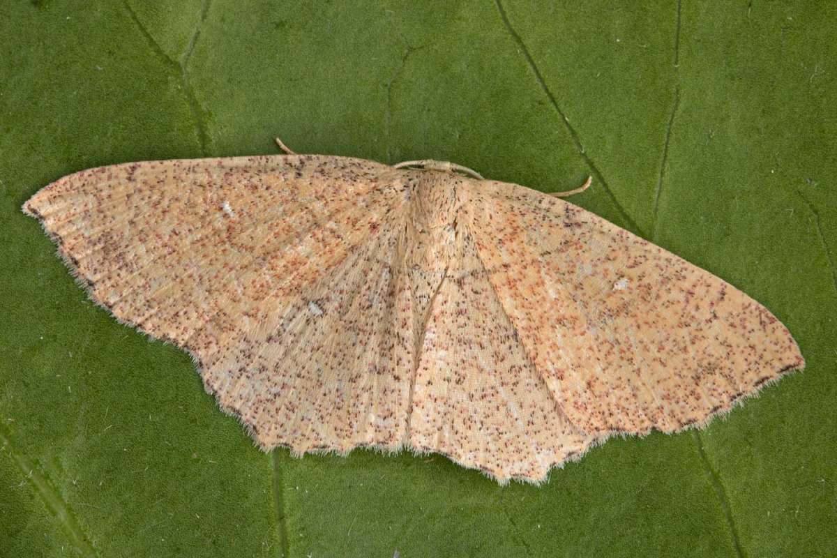 Jersey Mocha (Cyclophora ruficiliaria) photographed at Boughton-under-Blean by Peter Maton 