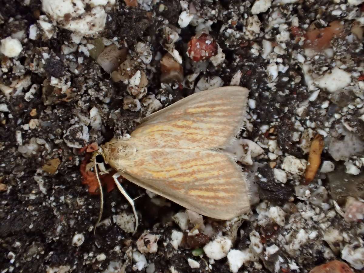 Orange-rayed Pearl (Nascia cilialis) photographed at Stodmarsh NNR by Dave Shenton