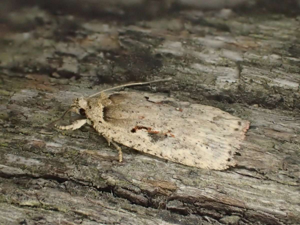 Red-letter Flat-body (Agonopterix ocellana) photographed at Dering Woods by Dave Shenton 