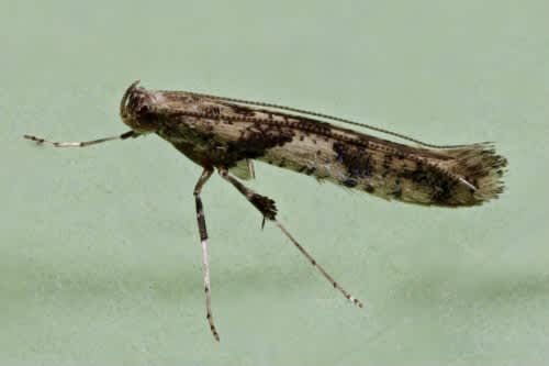 Pale Maple Slender (Caloptilia honoratella) photographed at Lydden by Steve Cutt