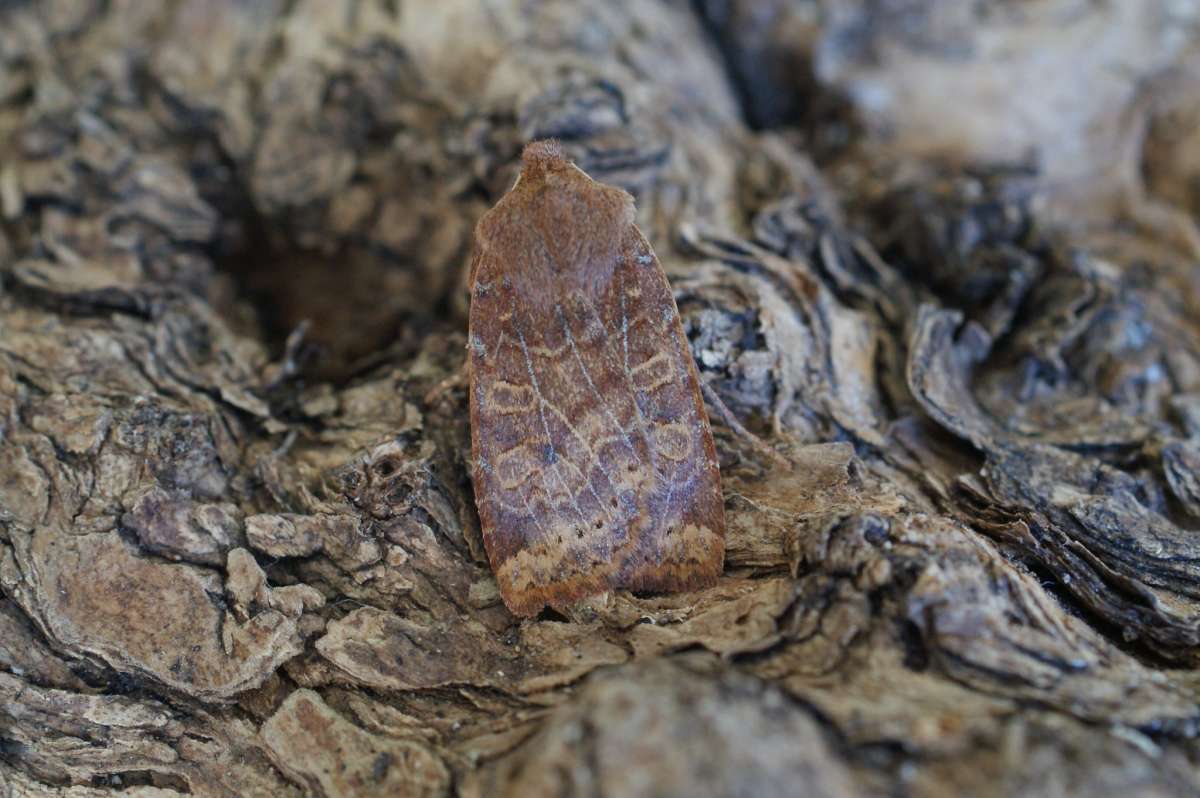 The Chestnut (Conistra vaccinii) photographed in Kent by Dave Shenton 