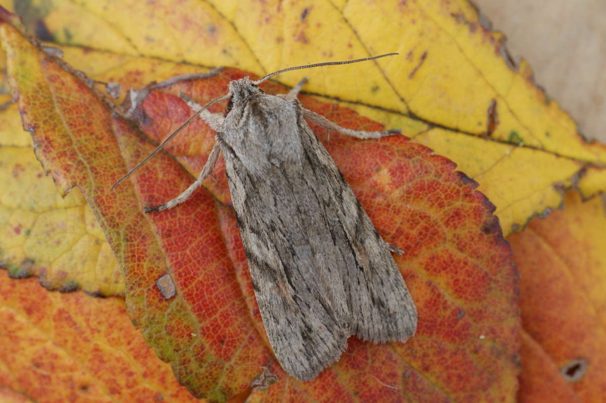 Blair's Shoulder-knot (Lithophane leautieri) photographed at Aylesham  by Dave Shenton 