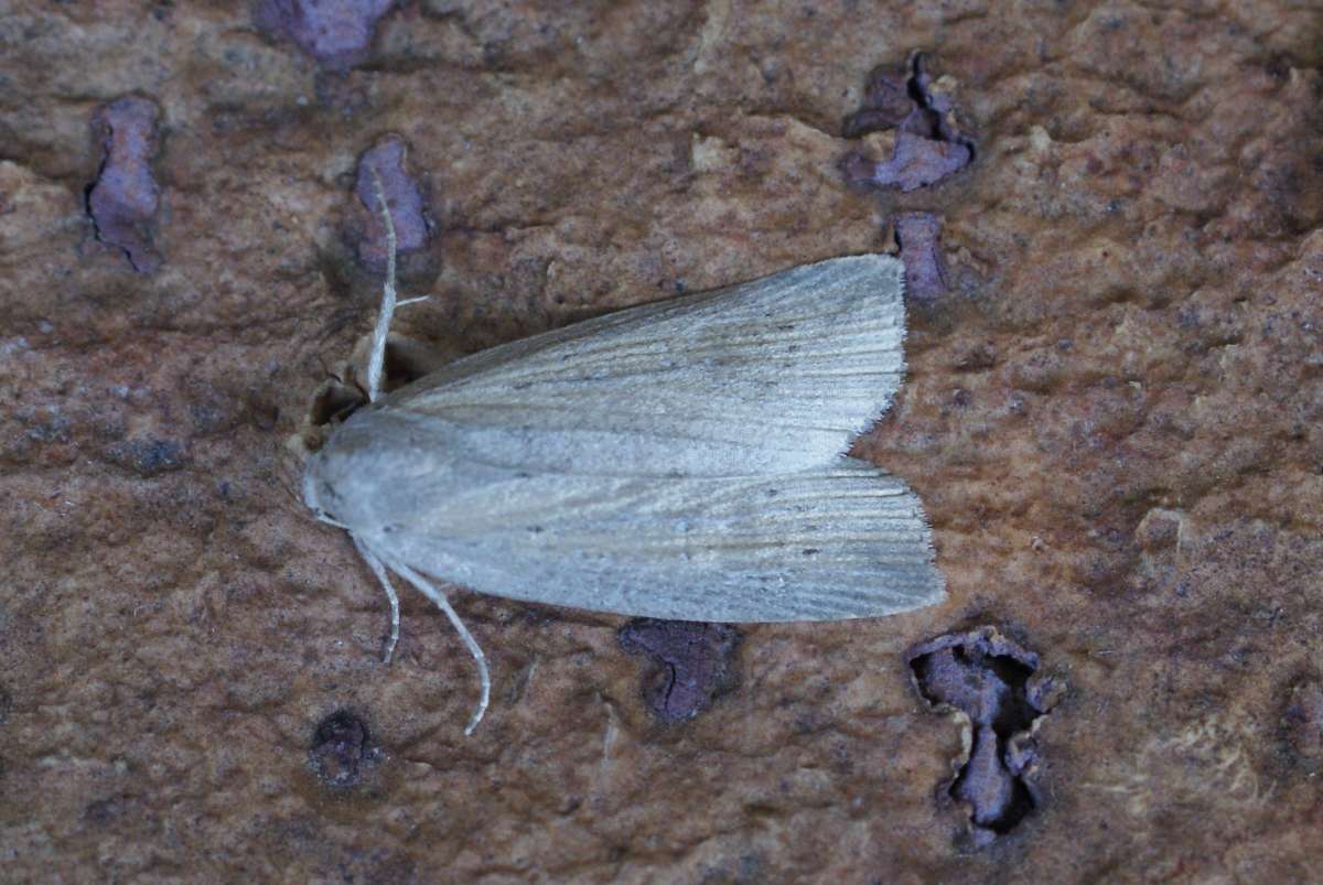 Silky Wainscot (Chilodes maritima) photographed at Stodmarsh NNR by Dave Shenton 