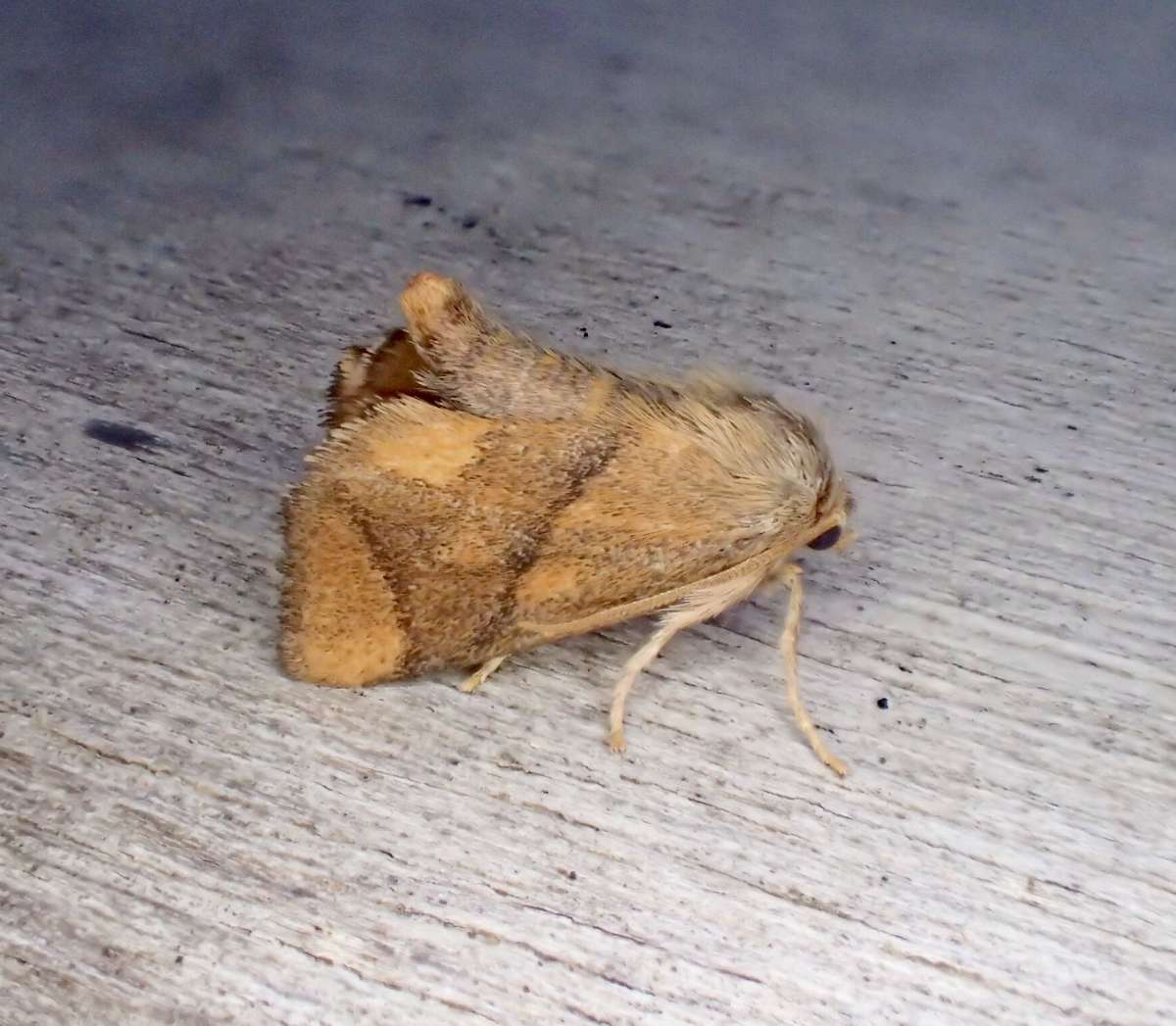 The Festoon (Apoda limacodes) photographed at Wye Downs NNR  by Dave Shenton 