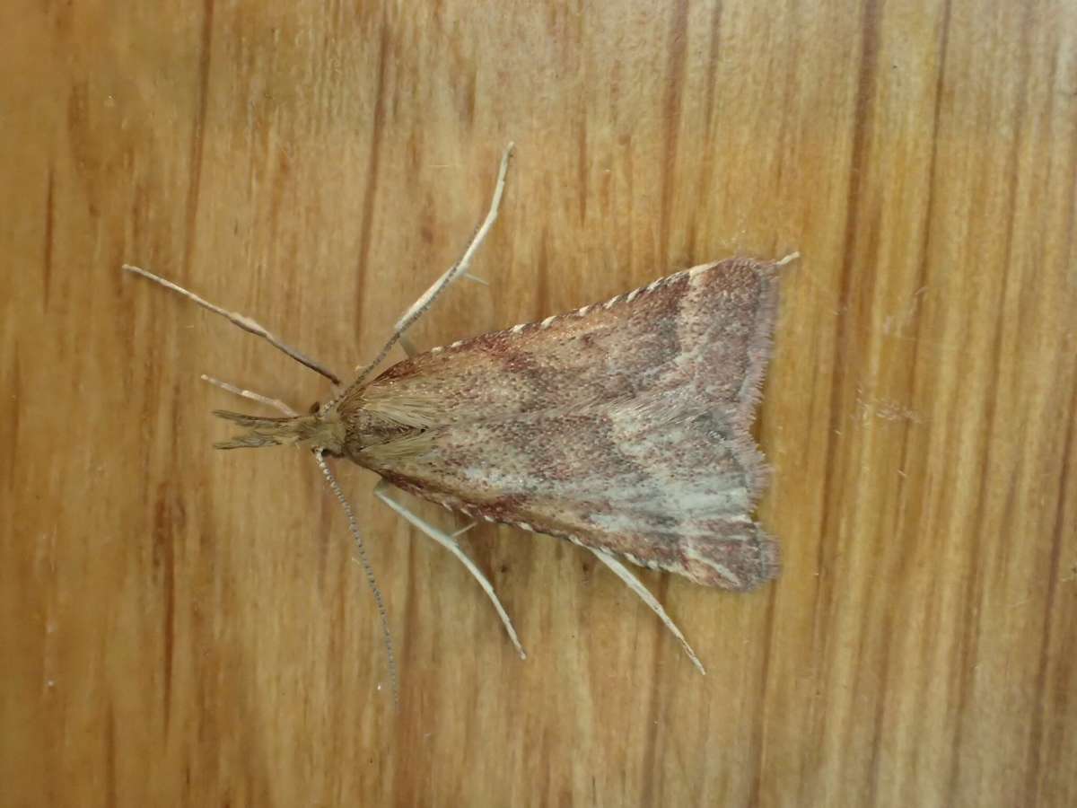 Long-legged Tabby (Synaphe punctalis) photographed in Kent by Dave Shenton 