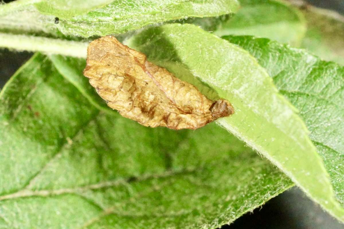 Grey Birch Case-bearer (Coleophora siccifolia) photographed in Kent by Dave Shenton