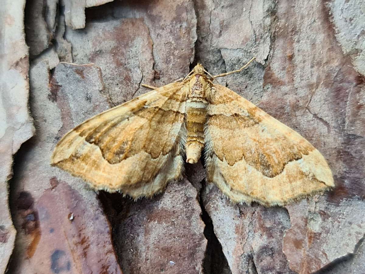 Dark Spinach (Pelurga comitata) photographed in Kent by Francesca Partridge 