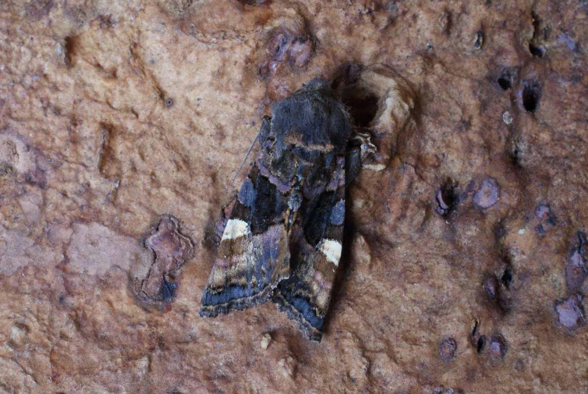 Small Angle Shades (Euplexia lucipara) photographed in Kent by Dave Shenton 