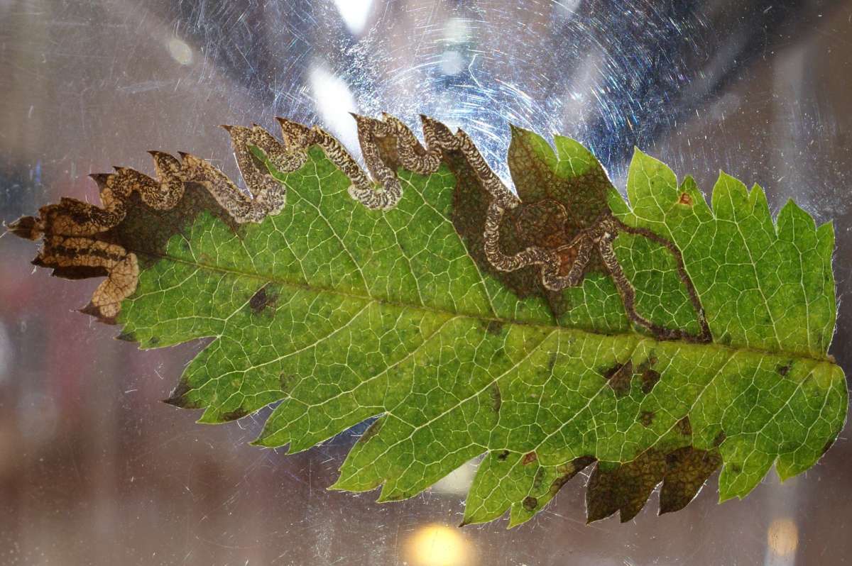 Common Rowan Pigmy (Stigmella nylandriella) photographed in Kent by Dave Shenton 