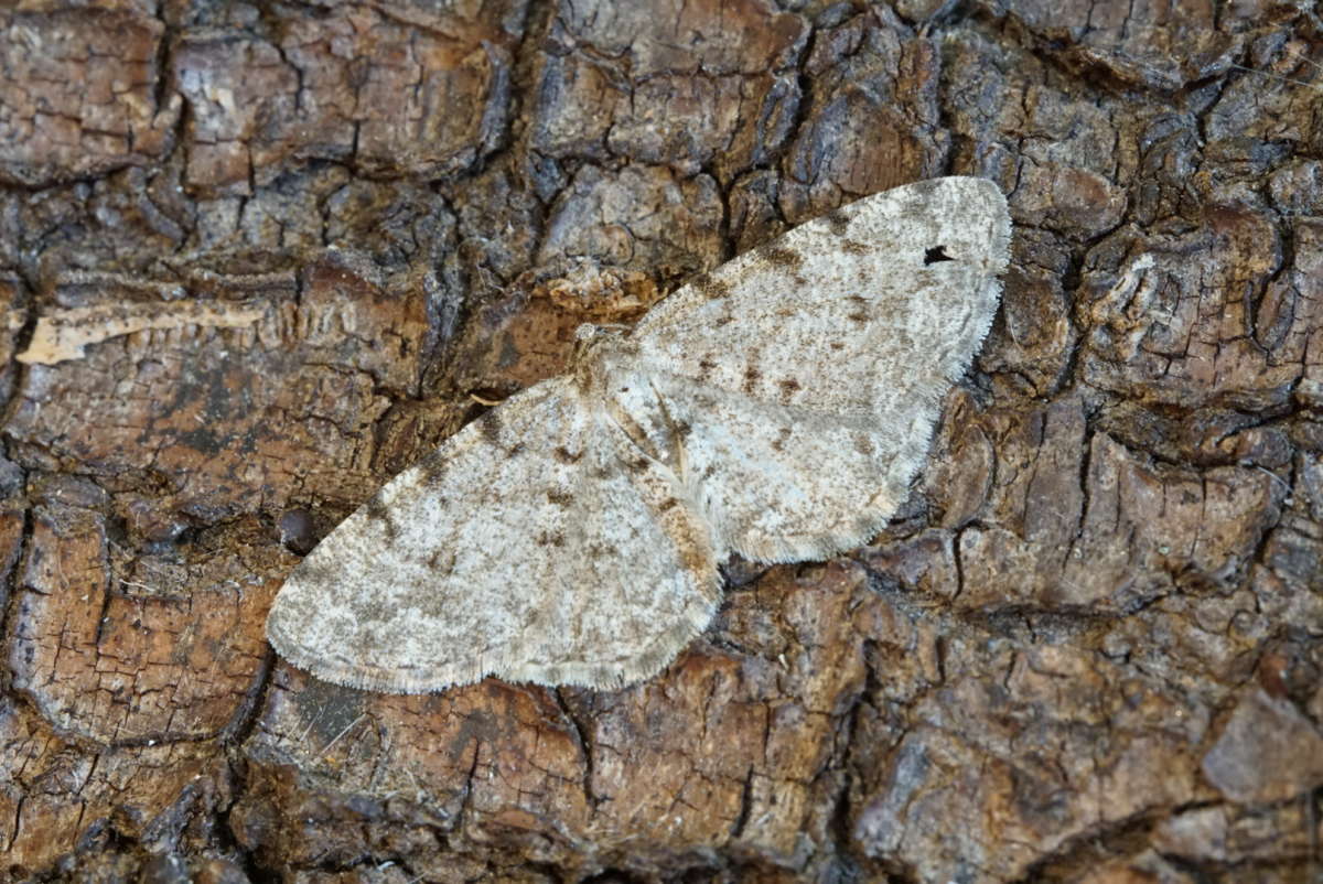 Grey Birch (Aethalura punctulata) photographed at Kings Wood by Dave Shenton 