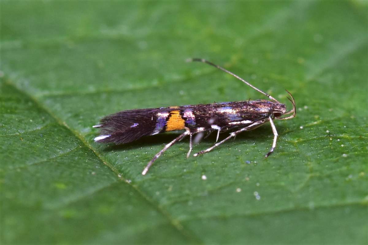 Hedge Cosmet (Cosmopterix zieglerella) photographed in Kent by Antony Wren