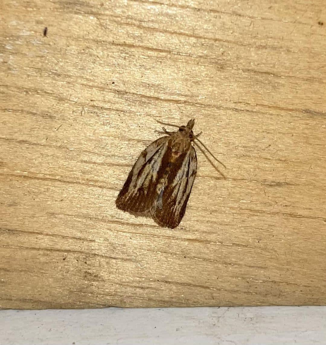 Light Brown Apple Moth (Epiphyas postvittana) photographed in Kent by Alan Pavey 