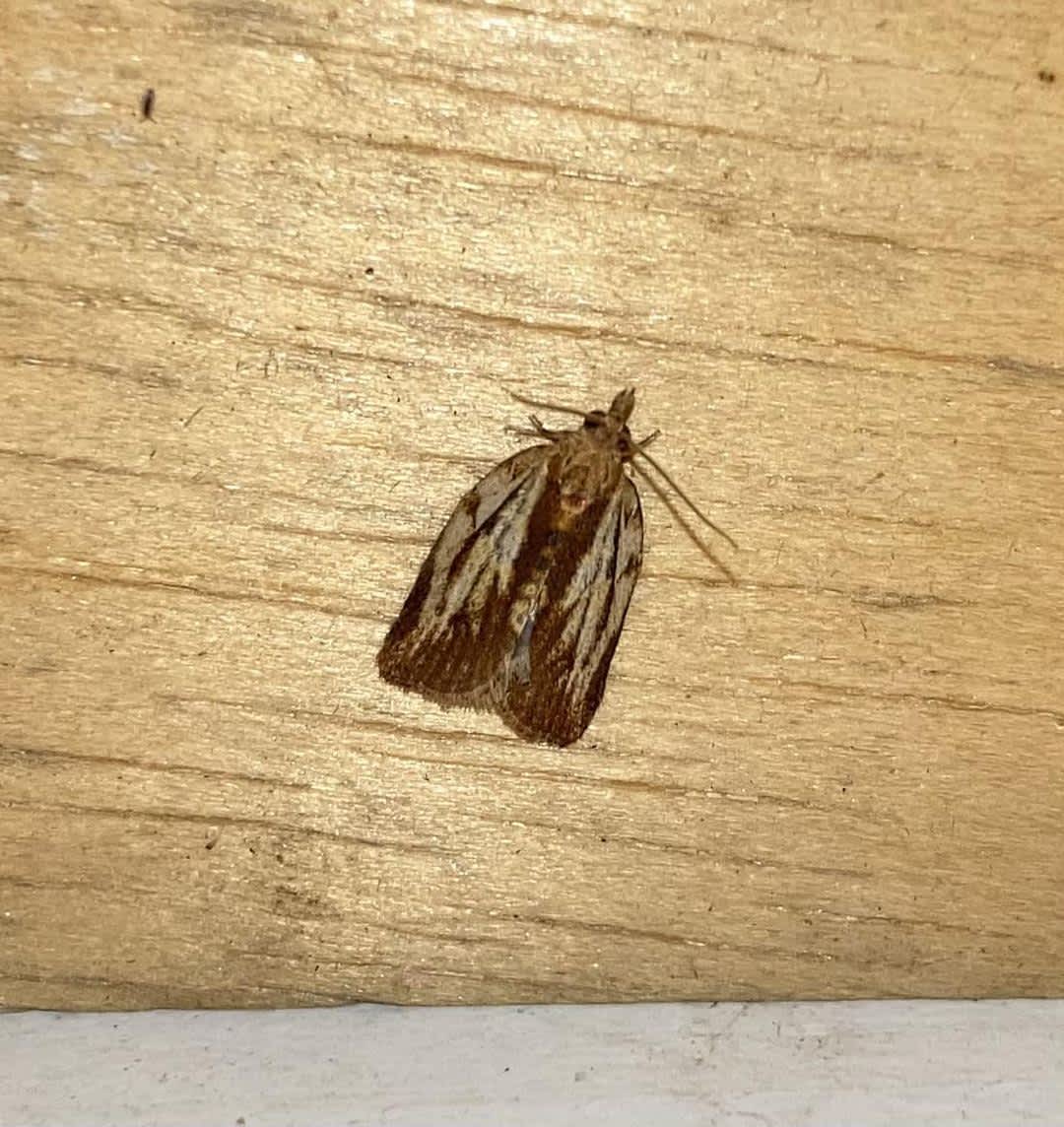 Light Brown Apple Moth (Epiphyas postvittana) photographed in Kent by Alan Pavey 