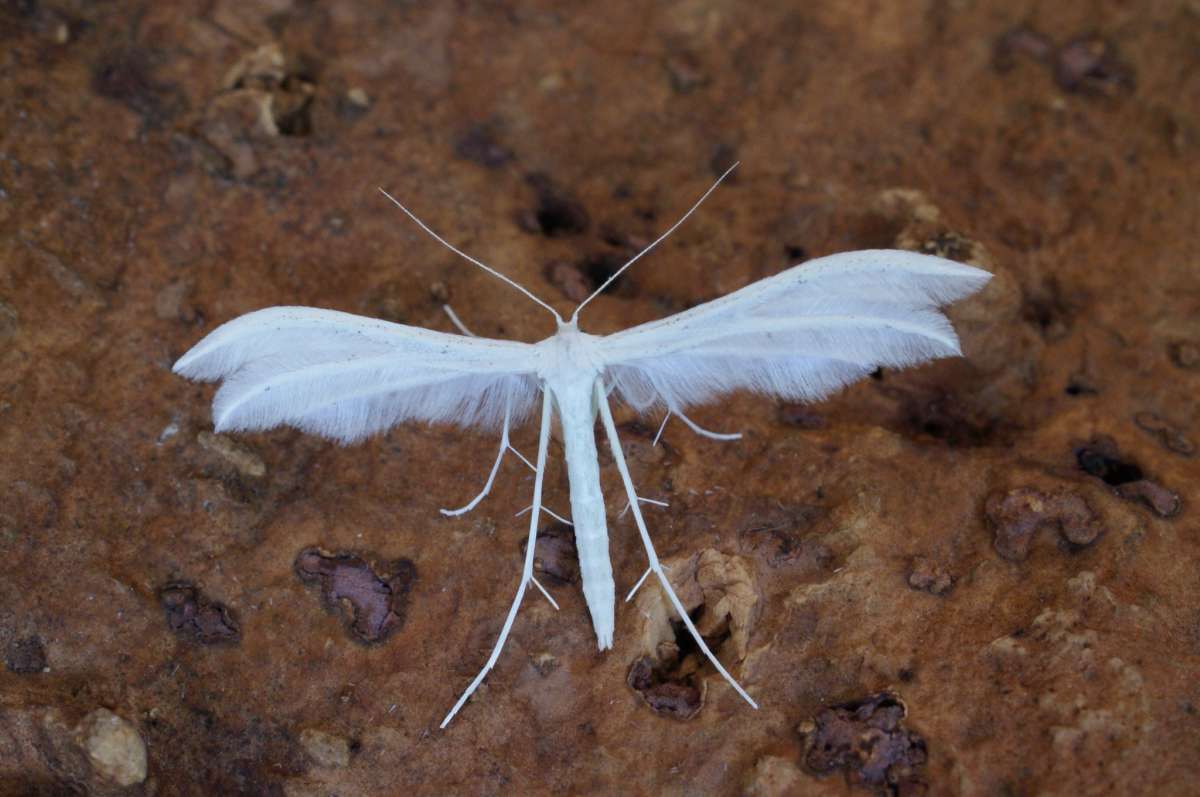 White Plume (Pterophorus pentadactyla) photographed in Kent by Dave Shenton 