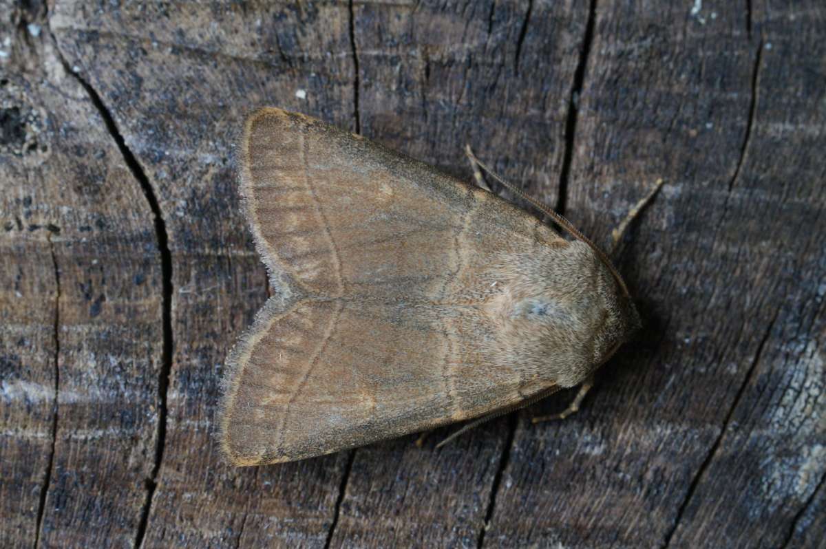 Treble Lines (Charanyca trigrammica) photographed at Aylesham  by Dave Shenton 