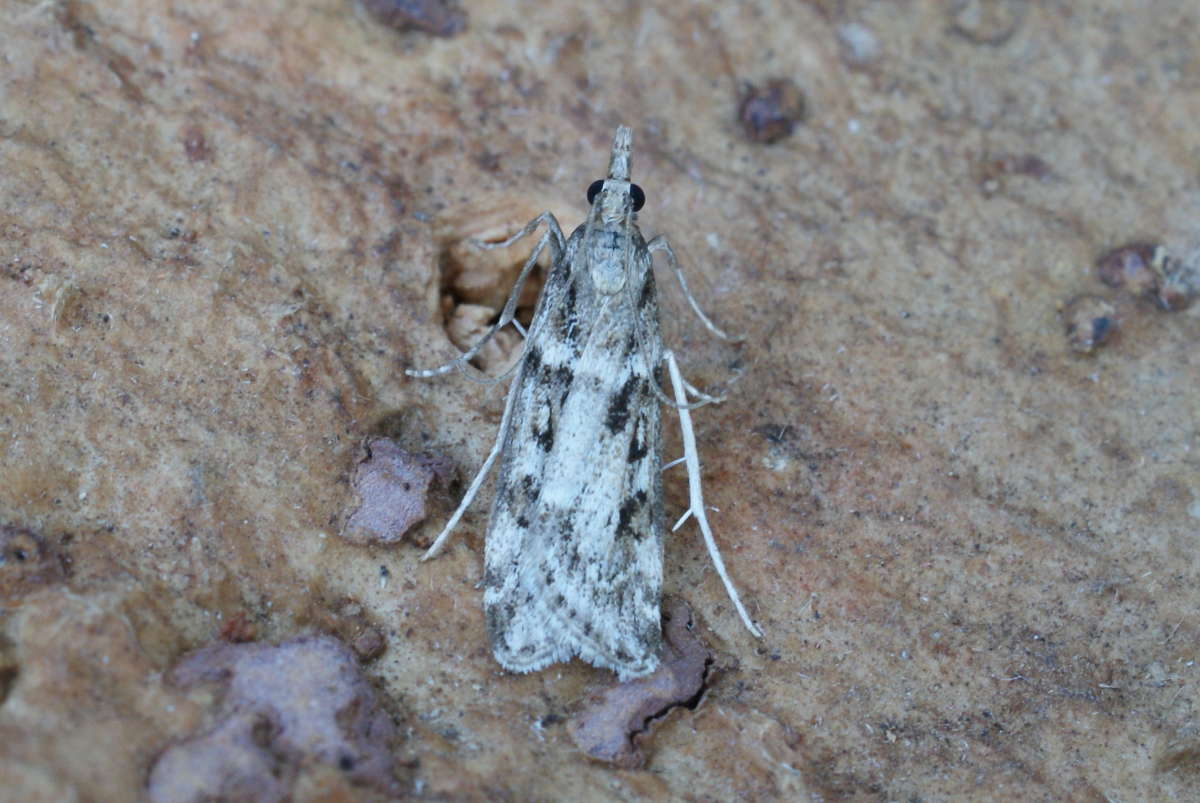 Narrow-winged Grey (Eudonia angustea) photographed at Aylesham  by Dave Shenton 