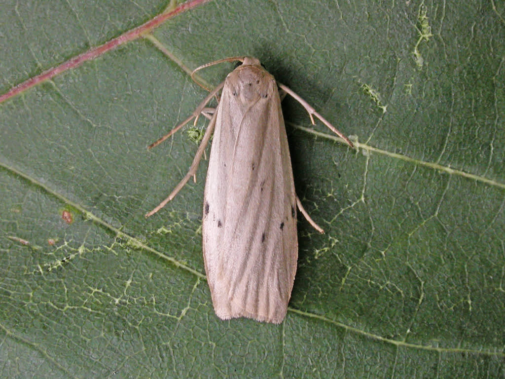 Dotted Footman (Pelosia muscerda) photographed in Kent by David Beadle