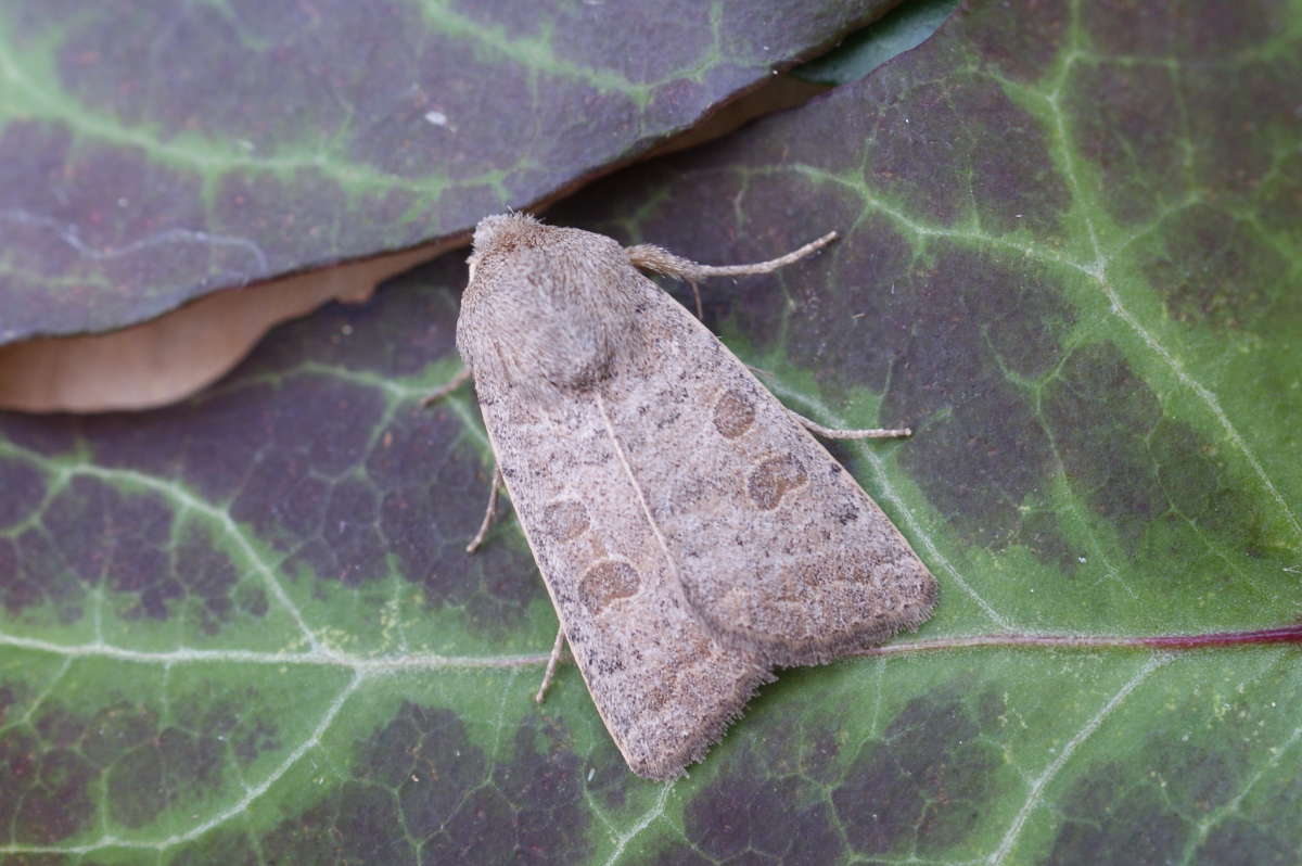 Vine's Rustic (Hoplodrina ambigua) photographed at Aylesham  by Dave Shenton 